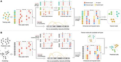 Enhancement and Imputation of Peak Signal Enables Accurate Cell-Type Classification in scATAC-seq